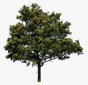Tree Png