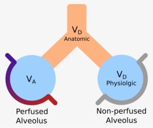 Comparison Of Anatomic And Physiologic Dead Space - Dead Space Respiratory