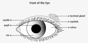 Graphic Of The Front Of The Eye - Eye The Organ Of Sight