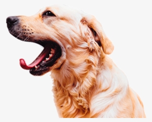 Dog Mouth Png - Dog Open Mouth Png