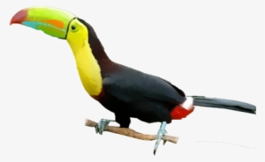 Keel-billed Toucan - Keeled Billed Toucan Png