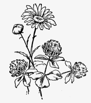 And, The Second Wildflower Image Of A Daisy Flower - Black And White Wildflower Clipart