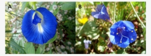 Figure 3 A Flower Of Butterfly Pea , B - Phacelia Campanularia