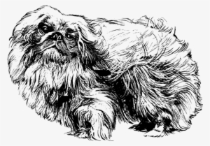 If You Want A Great Place To Buy Dog Accessories For - Pekingese Clipart