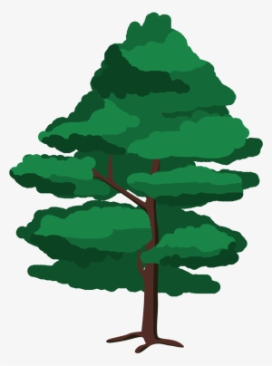 Ilustración Árbol - Red Pine