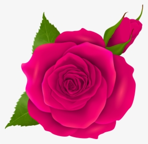 Blue Roses Transparent