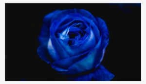 Score 50% - Blue Rose