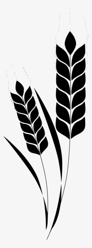 Vector Library Stock Corn Plant Wheat Stem Free Image - Espiga Trigo Png