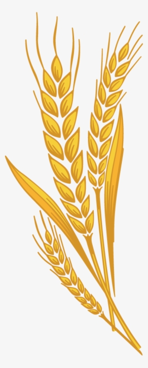 Svg Freeuse Library Barley Vector Spike Wheat - Wheat Spike Clipart Png