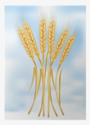 Photo-realistic Vector Illustration - Khorasan Wheat