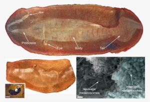 Proboscis With A Toothed 'jaw' At The End - Tully Monster Fossil