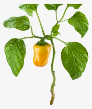 Transparent Plant Pepper - Transparent Green Pepper Plant