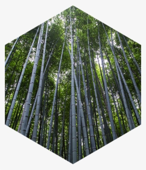 Chi Siamo First Block - Air Purifying Bag - Cozilife Natural Bamboo Charcoal