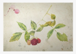 A Branch Of Raspberry - Малина Акварелью