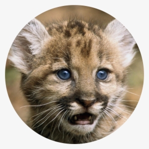 Florida Panther - Florida Panthers Animal Baby