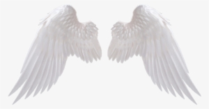 Silver Banner - Angel Wings Png