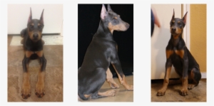 Some Of The Most Devoted Dog Owners Crop Ears - Dobermann