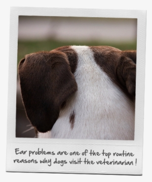 Dog Ear Problems - Beagle