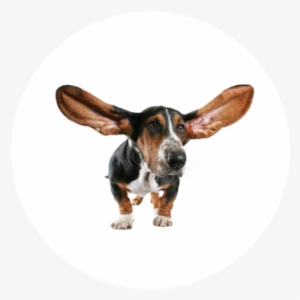 Ear Cleaning - Big Dog Ears