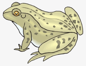 Bullfrog Clipart Toad - Toad Png Clipart