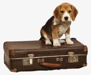 Beagle Puppy Dog Suitcase Travel Doggo Svg Free Download - Viaje Perro