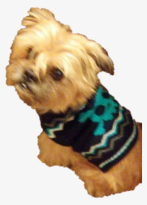 Companion Dog