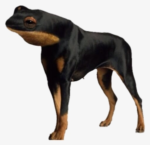 185kib, 559x577, Froggo Doggo - Dog With No Arms Or Legs