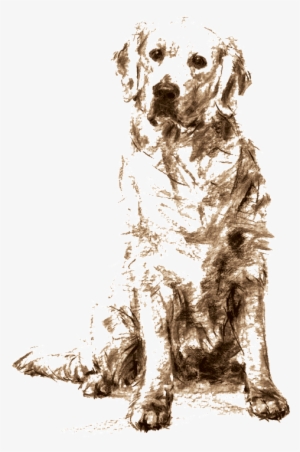 Doggo - Golden Retriever Sitting Drawing