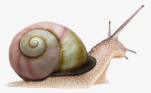 snails png