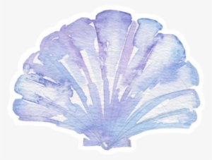 Seashell