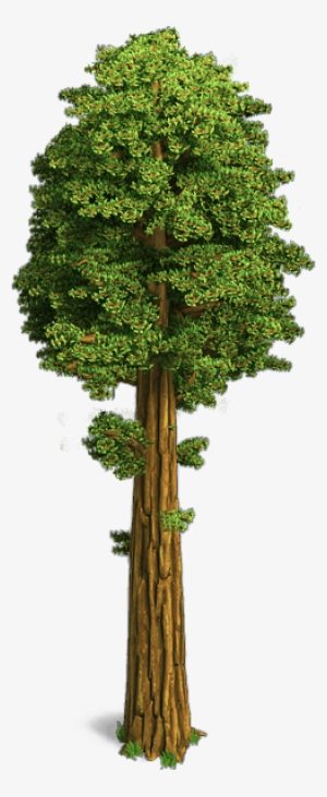 Sequoia Trees - Gambel Oak