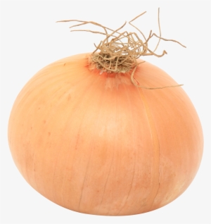 Onion Png Image - Portable Network Graphics
