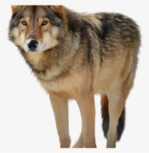 Wolf Png Transparent Images - Gray Wolf Transparent