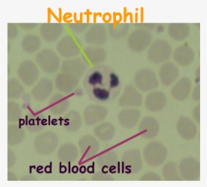 Wbc Differential Blood Report - .edu