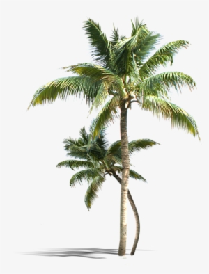 Palm Tree Png Vectors Psd And Clipart For Free Download, - Agua De Coco