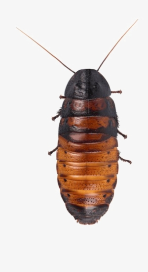 Cockroach Png Hd Quality - Madagascar Hissing Cockroach