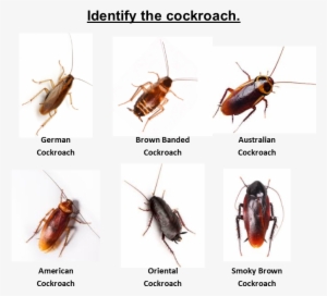 Home / Cockroach Pest Control / Identify The Roach - Australian Cockroach