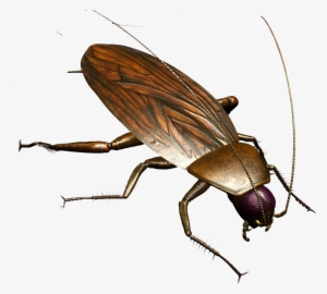Roach Png - Cucarachas Dibujos Animados