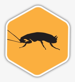 Roaches - San Antonio
