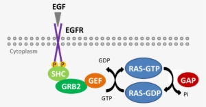 6 Diagram Of The Kras Gap/gef Cycle - Guanine Nucleotide Exchange Factor