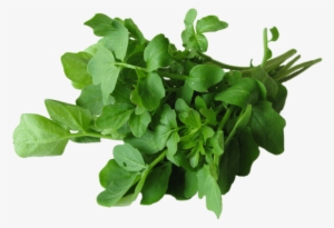 4 Ounce - Health Benefit Of Watercress