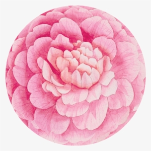 Graphic Transparent Download Caspari Camellias Pink