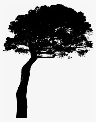 Pinus Silhouette