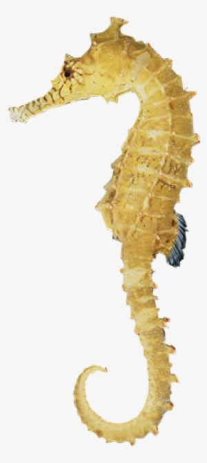 Seahorse Free Download Png - Sea Horse