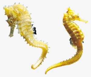 Seahorse Png