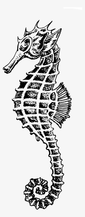 Seahorse Outline Printable - Caballito De Mar Dibujo
