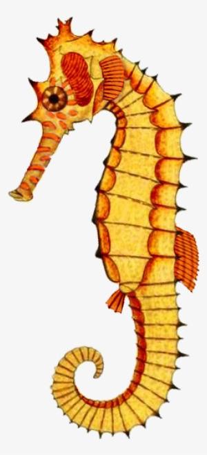 Yellowseahorse 364×567 Pixels - Northern Seahorse