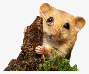Dormouse - Mouse