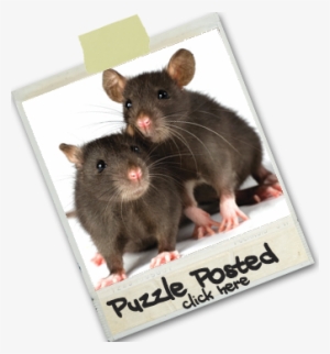 September - Rats As Pets
