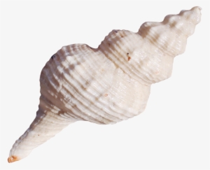 Lagosclip - Seashell